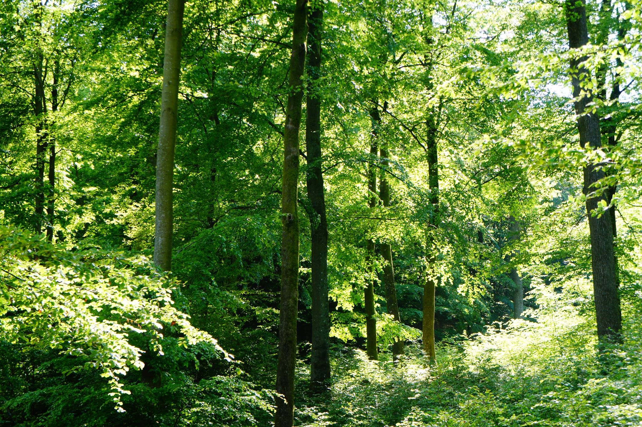 Sösdala IF - Sösdala IF added a new photo.