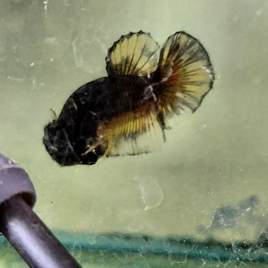 Betta Raptor | Jakarta
