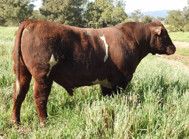 Dunbeacon Poll Shorthorns | Upper Horton NSW