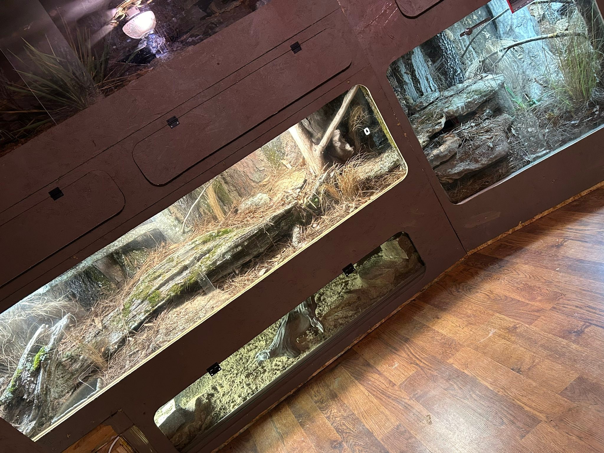 Arkansas native rattlesnakes enclosure design