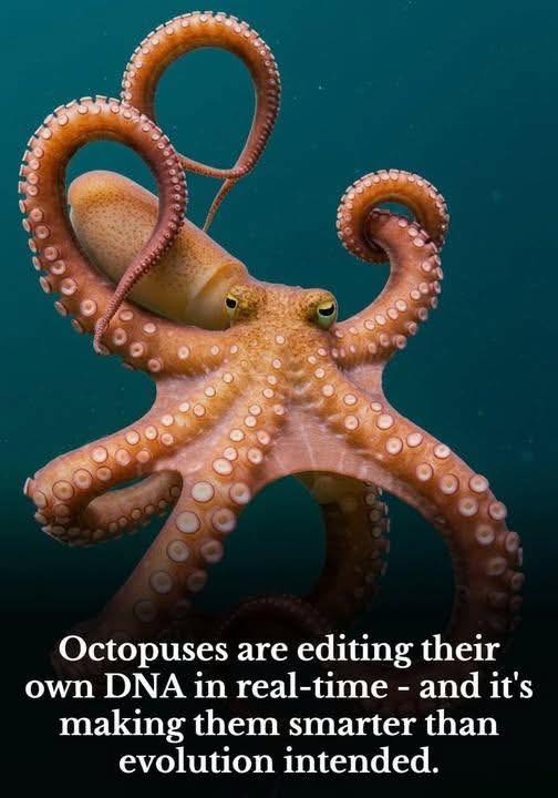 Vesta Vesta - Octopuses are editing their own DNA in... | Facebook