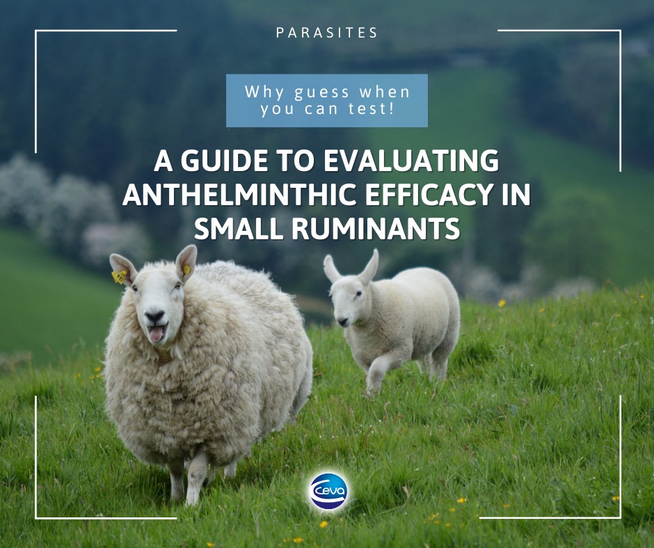 Ceva Ruminants - How to perform & interpret a fecal egg... | Facebook