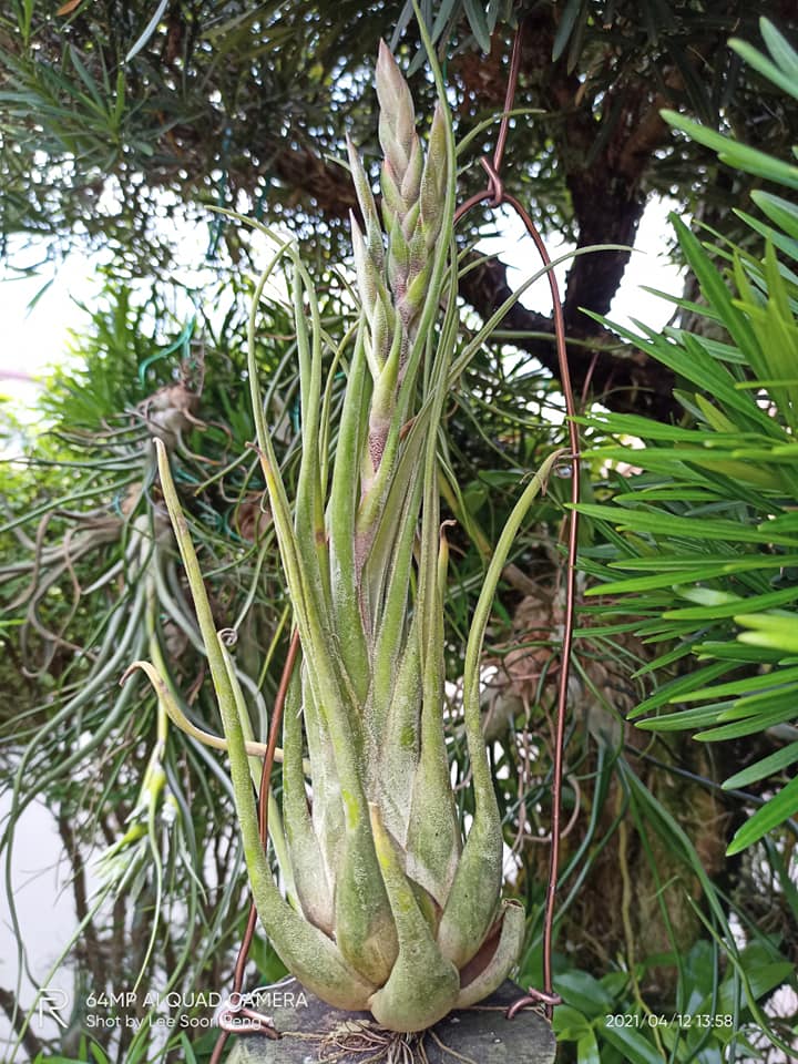 Tillandsia 'Showtime' x seleriana
