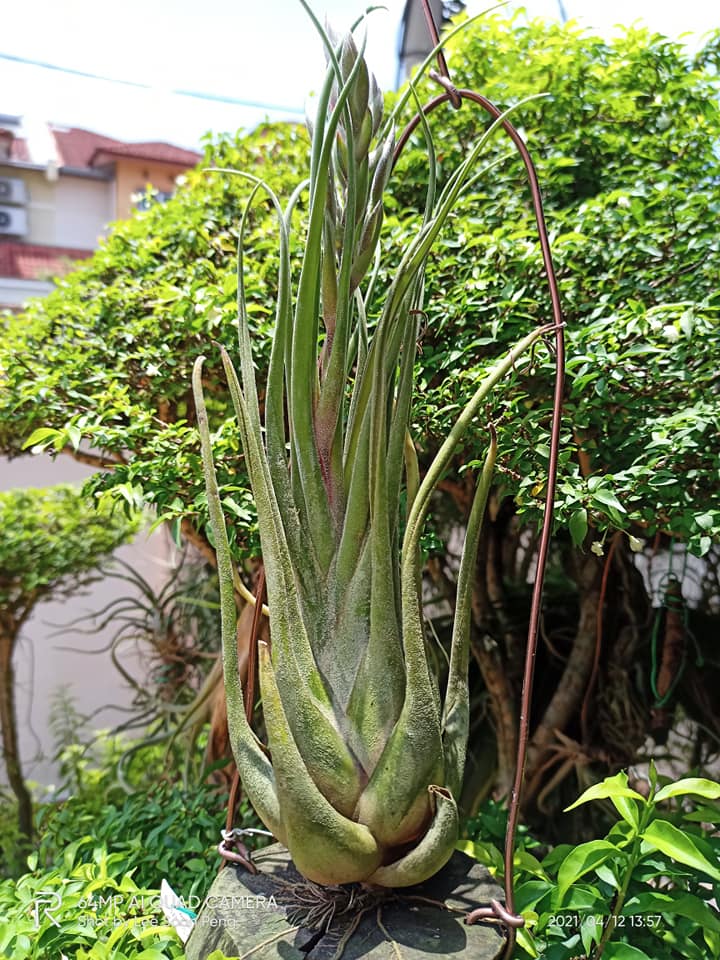 Tillandsia 'Showtime' x seleriana
