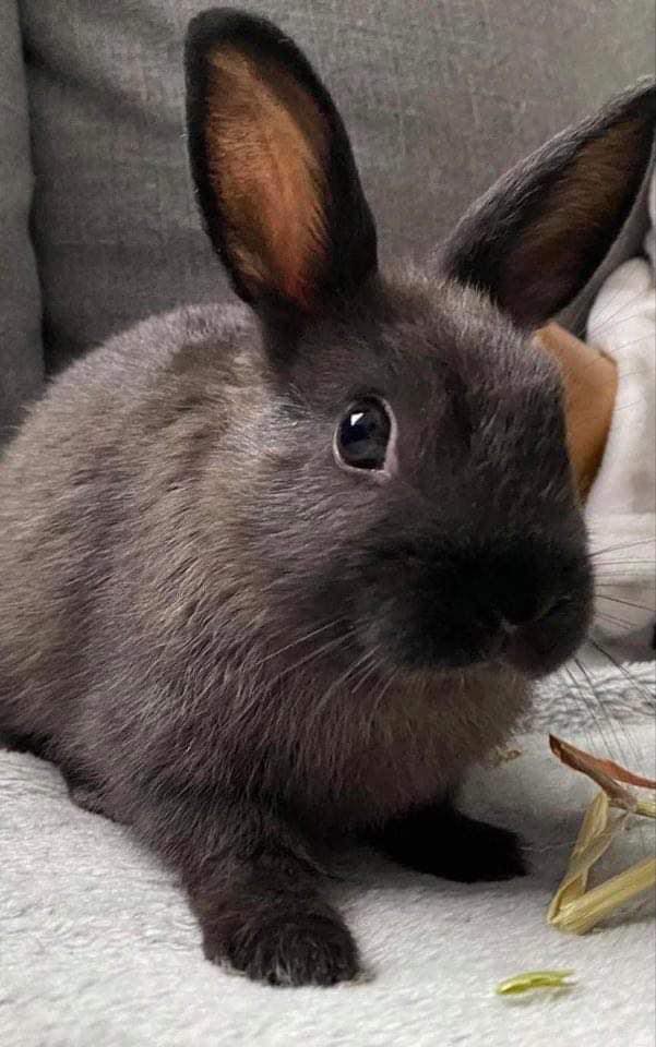 A bonded sister pair … double the... - Romeo's Rabbit Rescue
