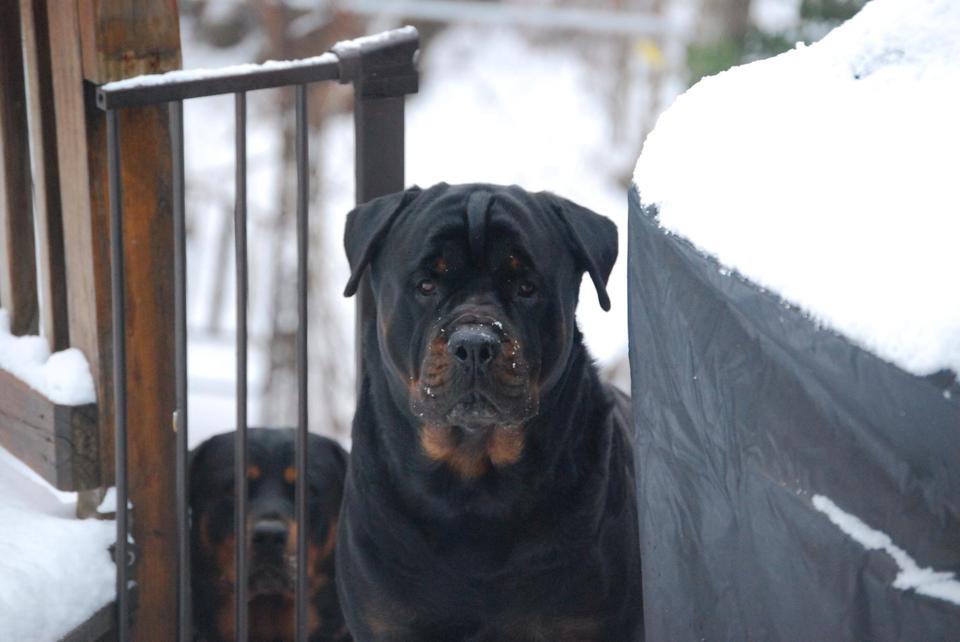Virginia Rottweilers by Ms Lee