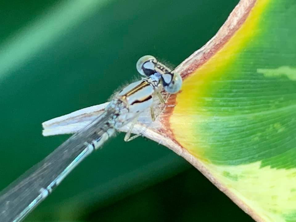 ‘Devil’s darning needle’ and... - Bundaberg Botanic Gardens | Facebook