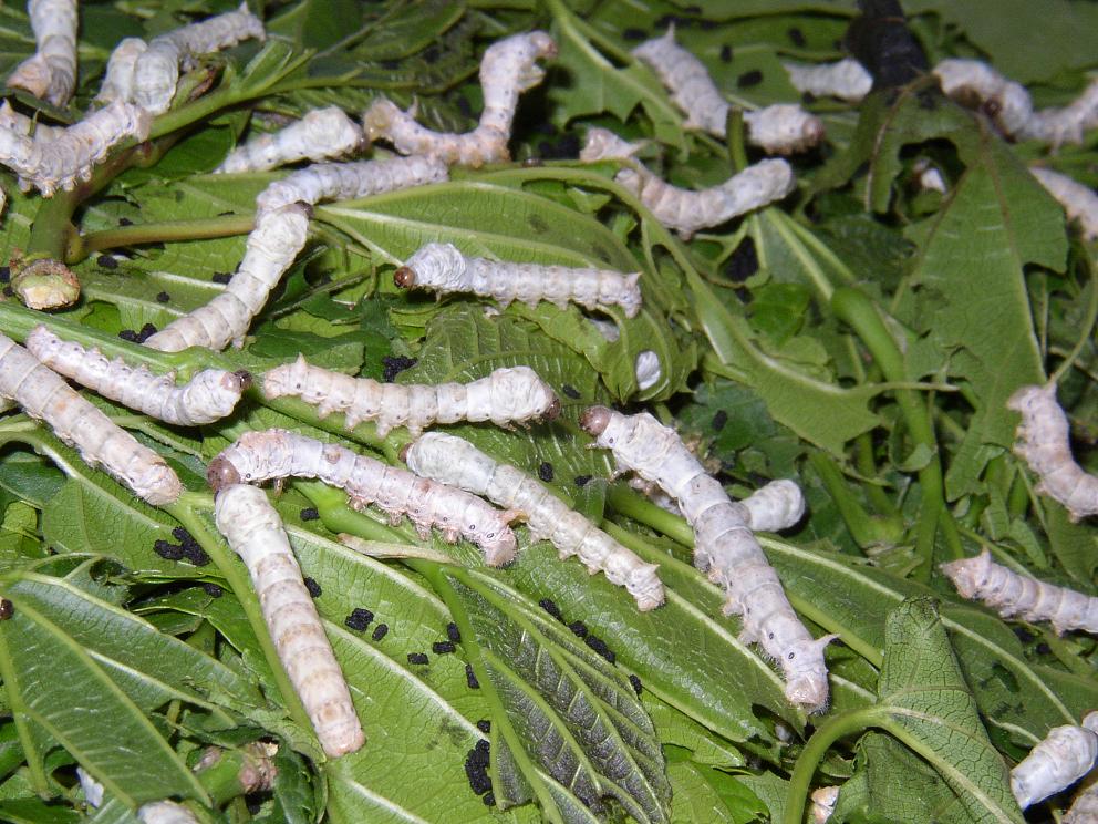 Sericulture Art of Raising Bombyx Mori Silkworms