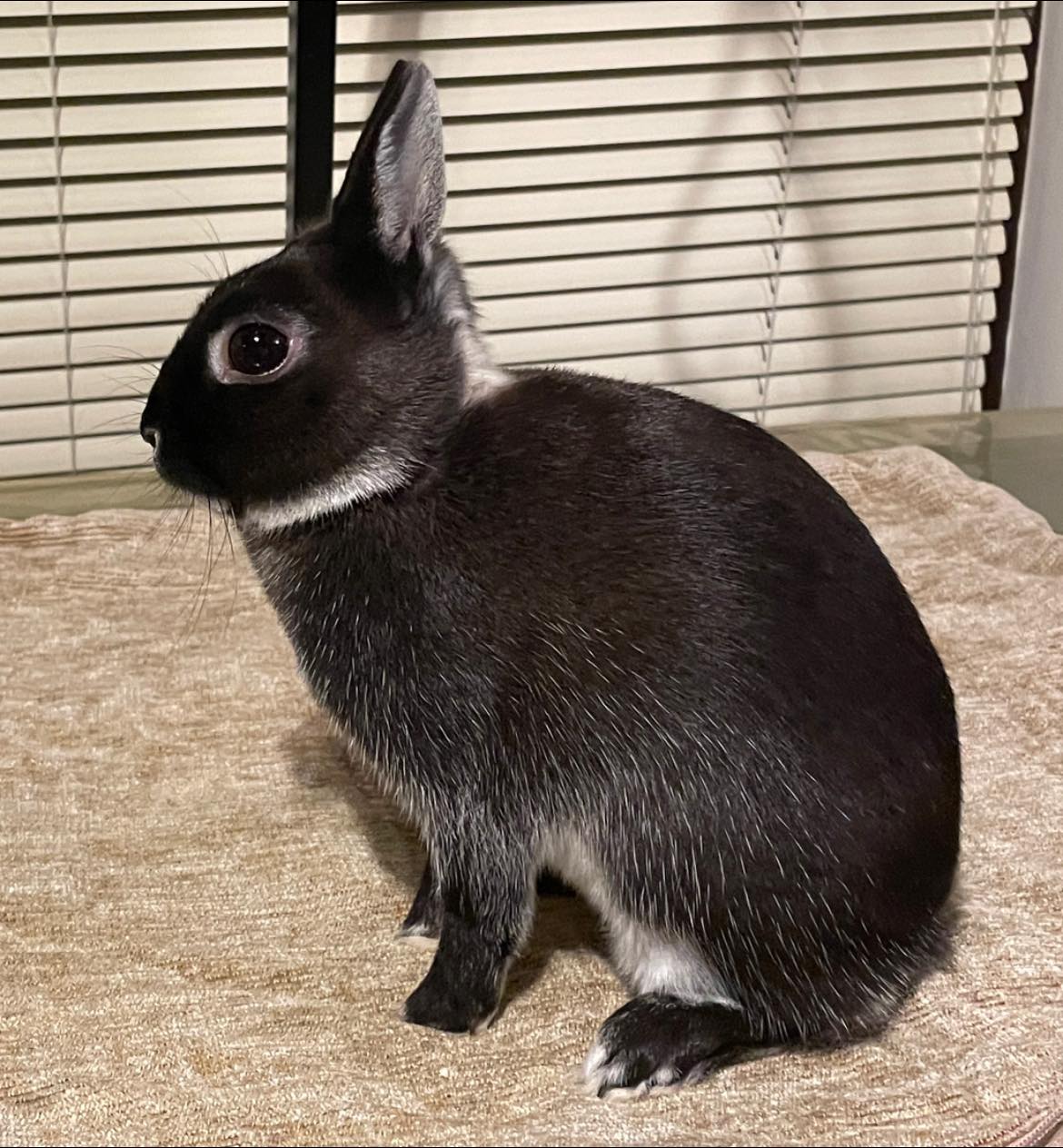 Best junior fur at pontefract and district rabbit club