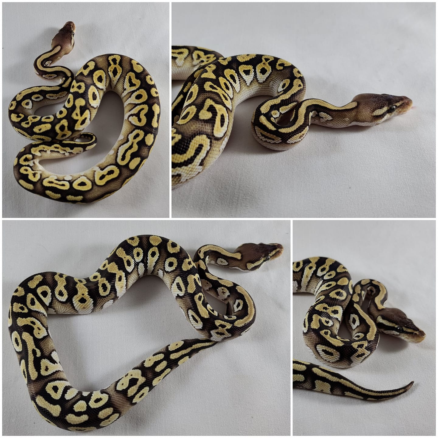 The top one is a huffman pastave. The... - Ball Python Morphs