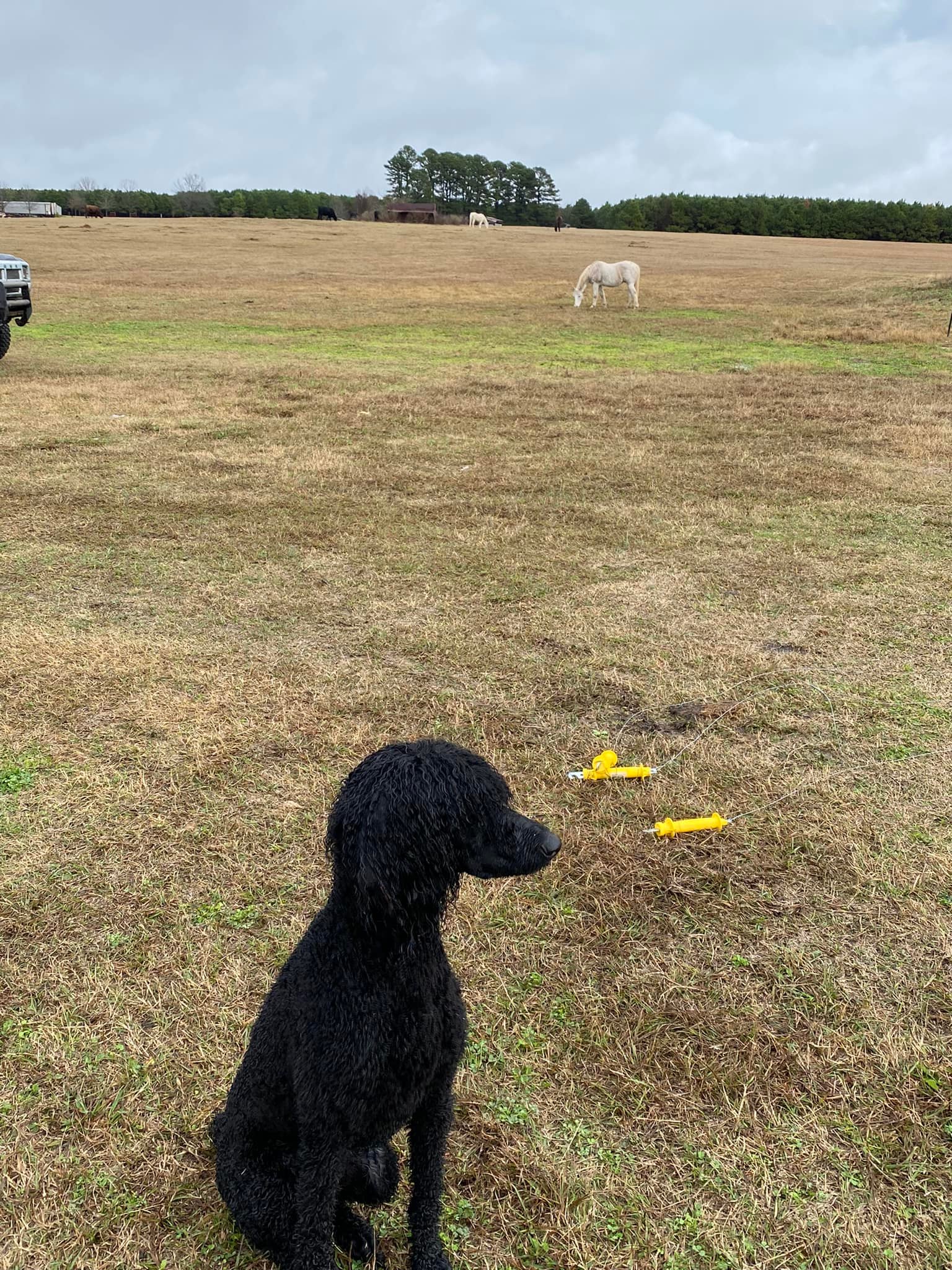 Cocker Spaniels & Maxi Cockapoos of Southeast Oklahoma