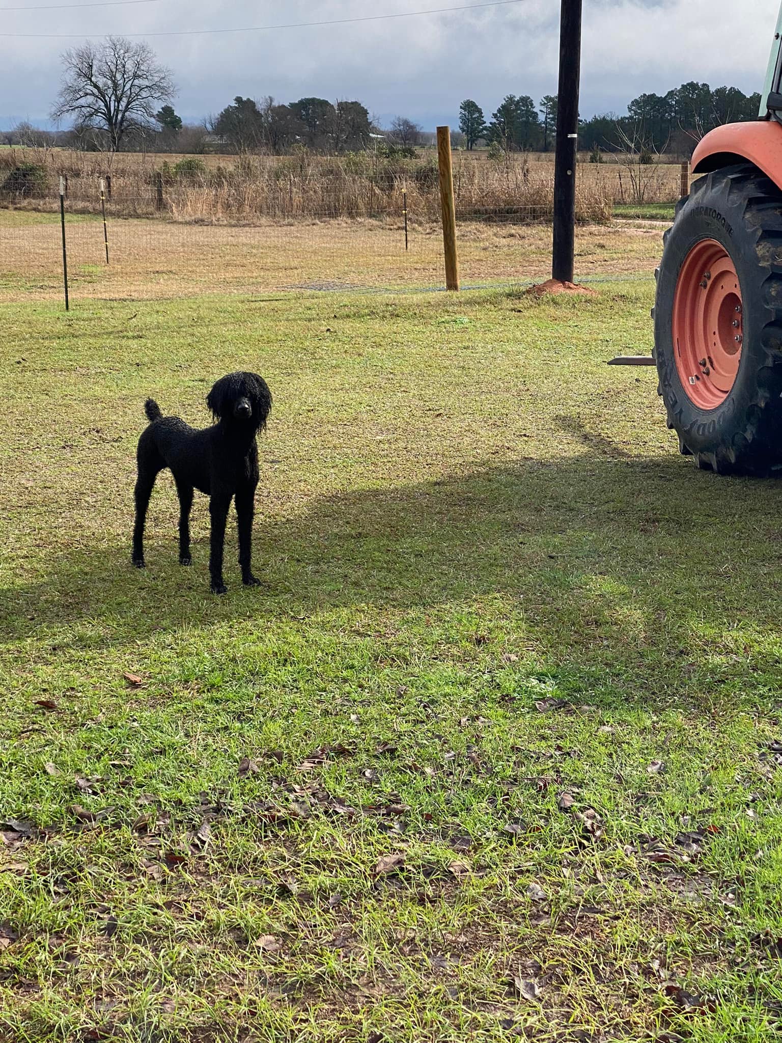 Cocker Spaniels & Maxi Cockapoos of Southeast Oklahoma