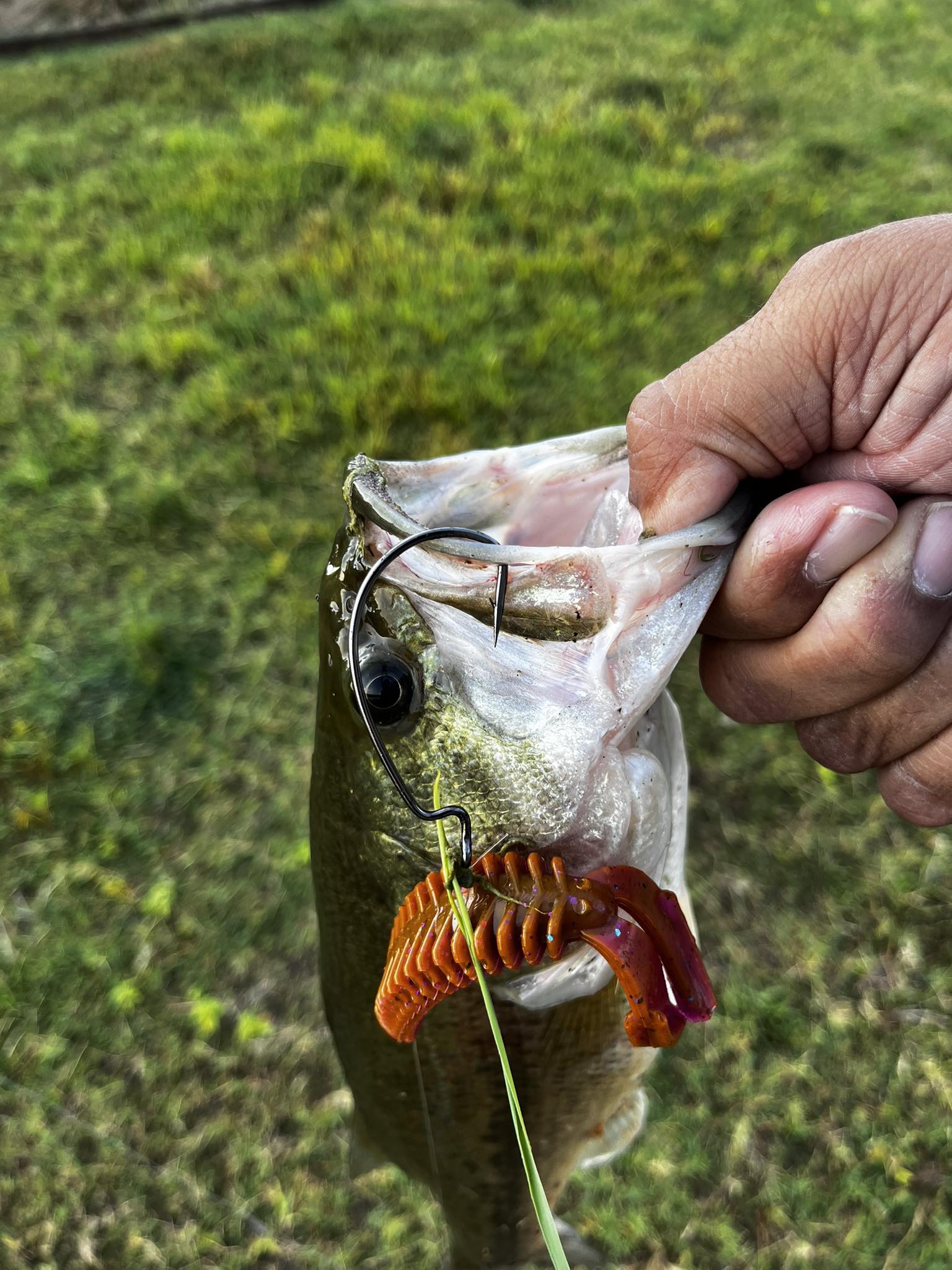 boundary waters smallmouth tube lures fishing Tube-Baits-for-Bass-Fishing-Lures-Soft-Plastic-Bait-Worm-Tube Jigs Kit with Large Mouth Bass Lake Trout (3.5 inch Baits 32 pc. Kit) : Sports & Outdoors Spot-on tubing - Major League