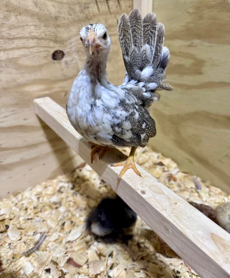 Mize Feathered Farm | Quinlan TX