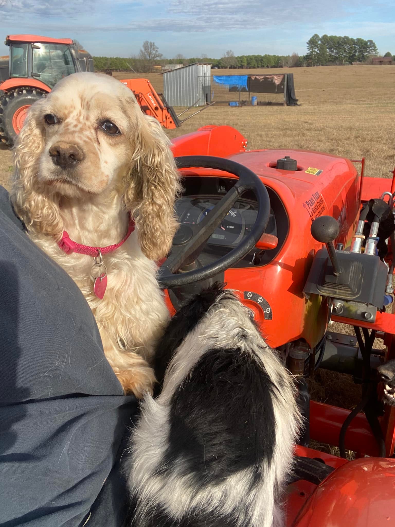 Cocker Spaniels & Maxi Cockapoos of Southeast Oklahoma
