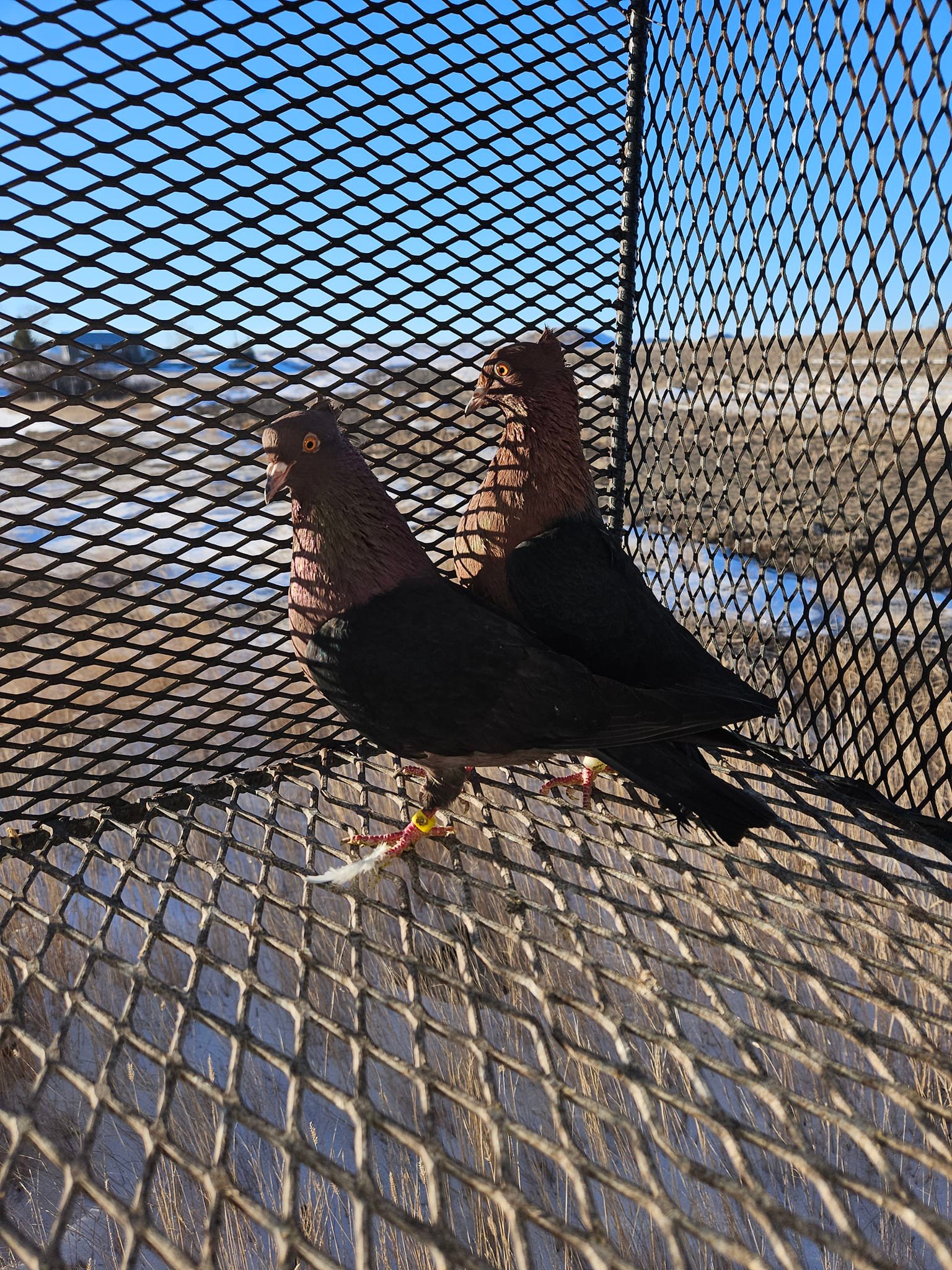 Saskatchewan and Central Canada Racing Pigeons | Rockglen SK