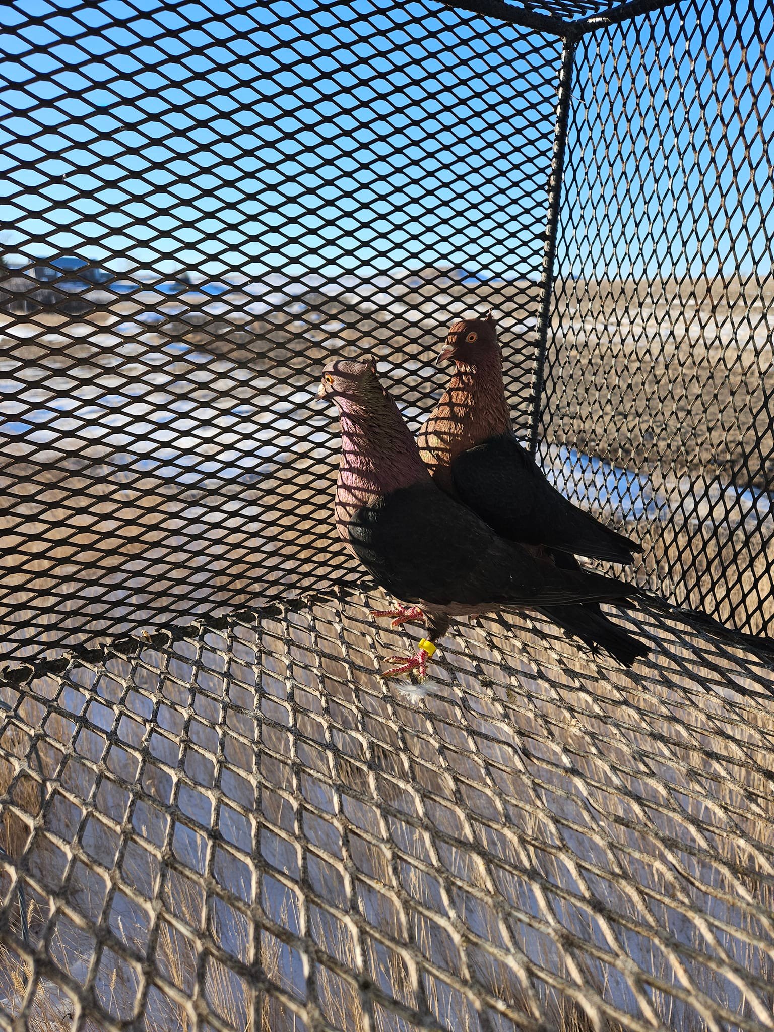 Saskatchewan and Central Canada Racing Pigeons | Rockglen SK