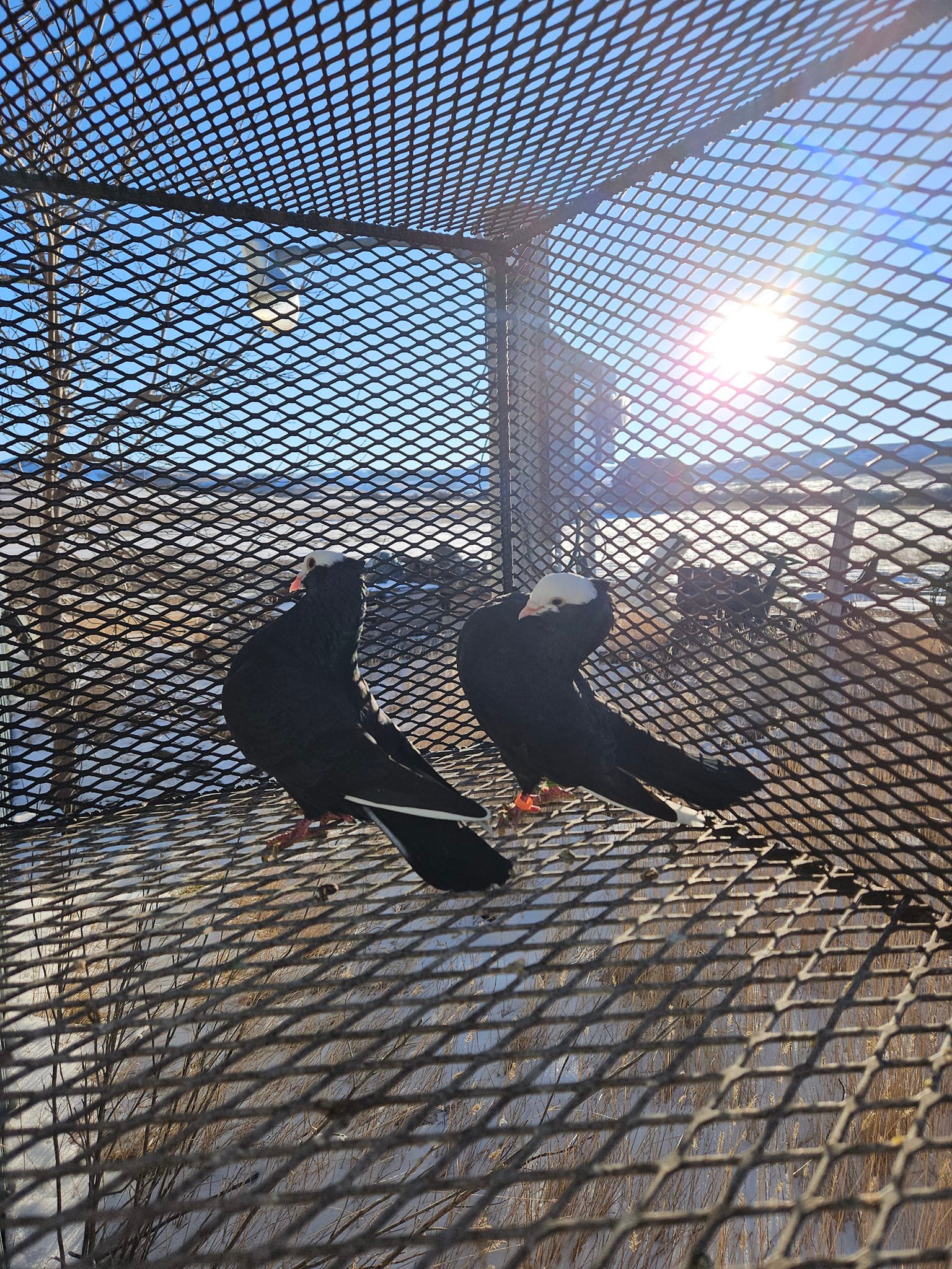 Saskatchewan and Central Canada Racing Pigeons | Rockglen SK