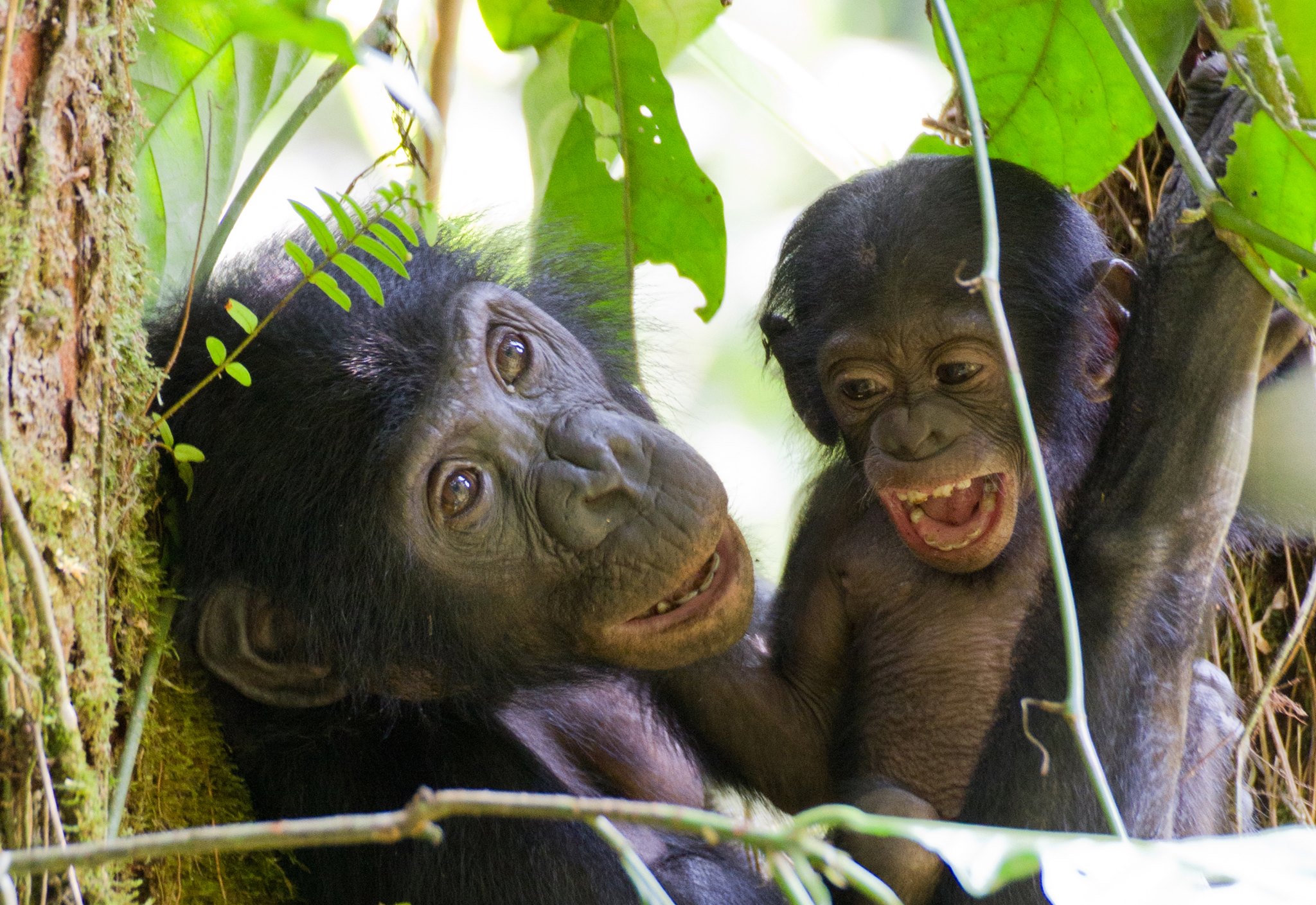Bonobo - Don’t miss out on this donation match! You still have time to ...