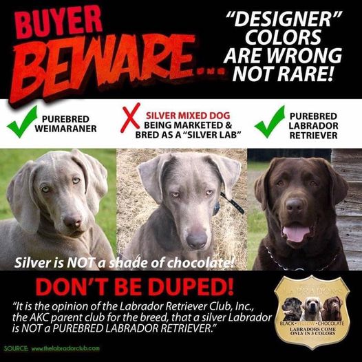 Labrador Retriever Rare Colors Which Is The Costliest Color In A