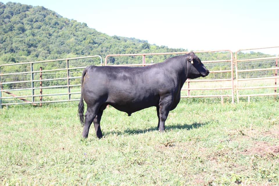 Smith Registered Angus Ranch, LLC