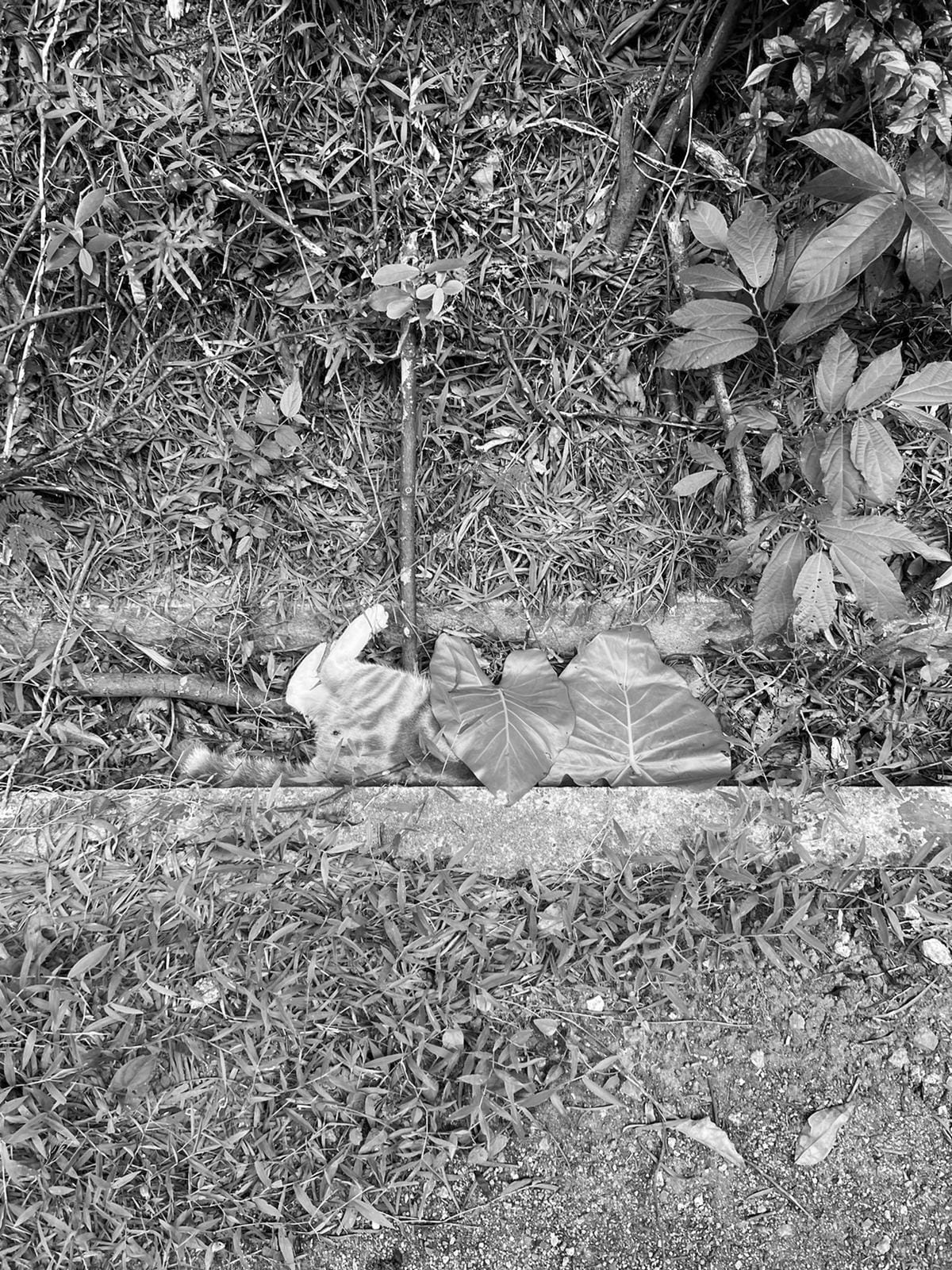 浪浪送行者 - ＊不好意思🙏相片可能會令人不安😔🙏＊...