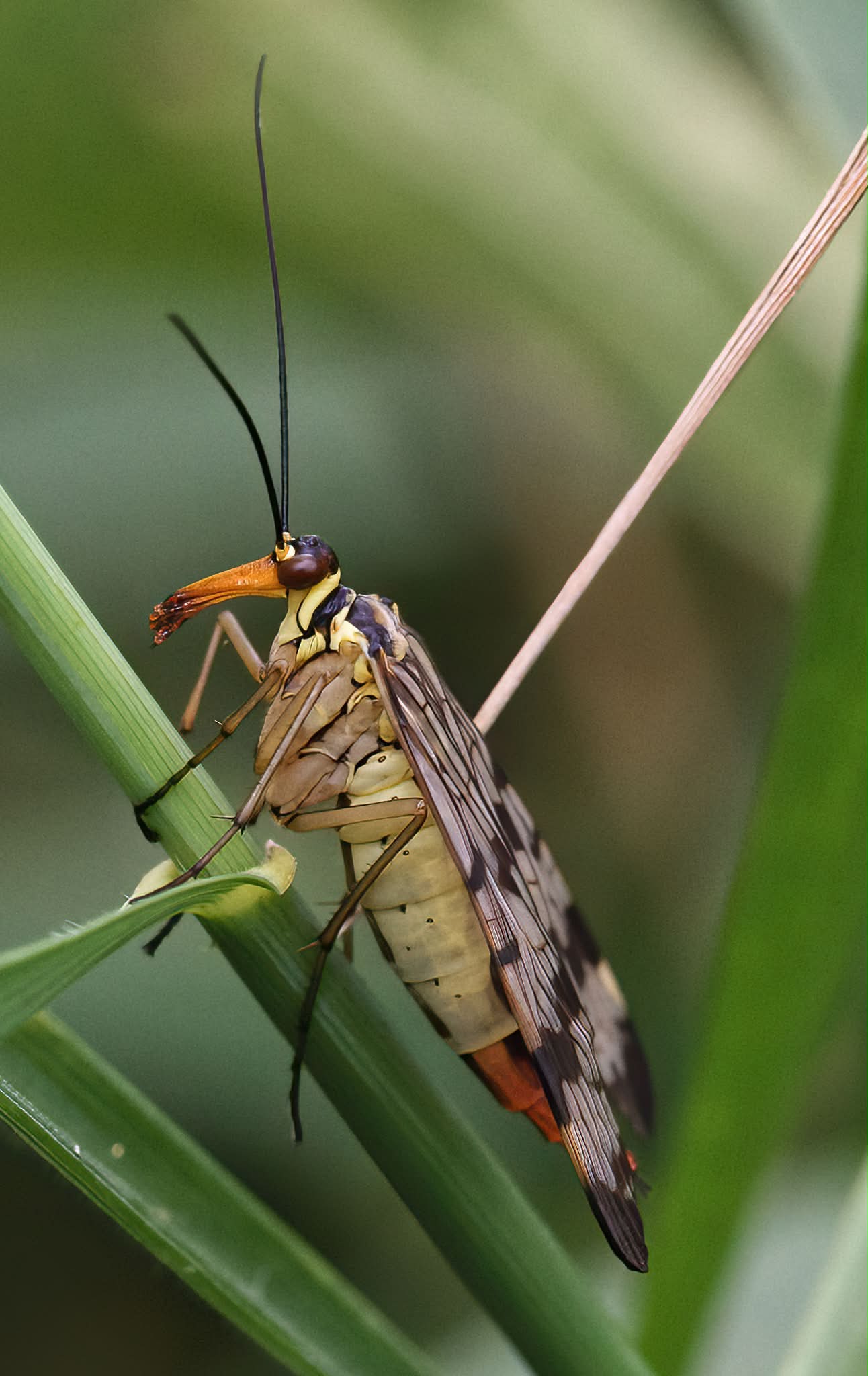 Anax imperator