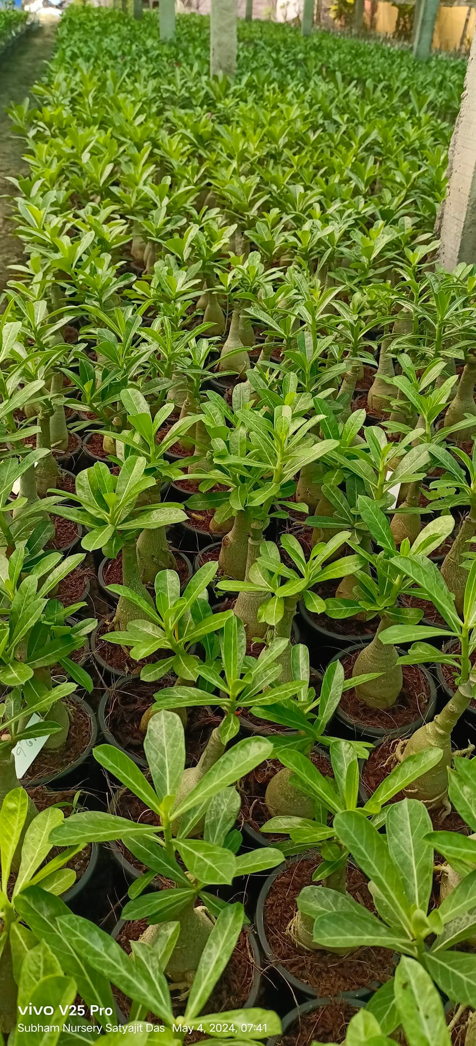 Subham Nursery | Uttarpara