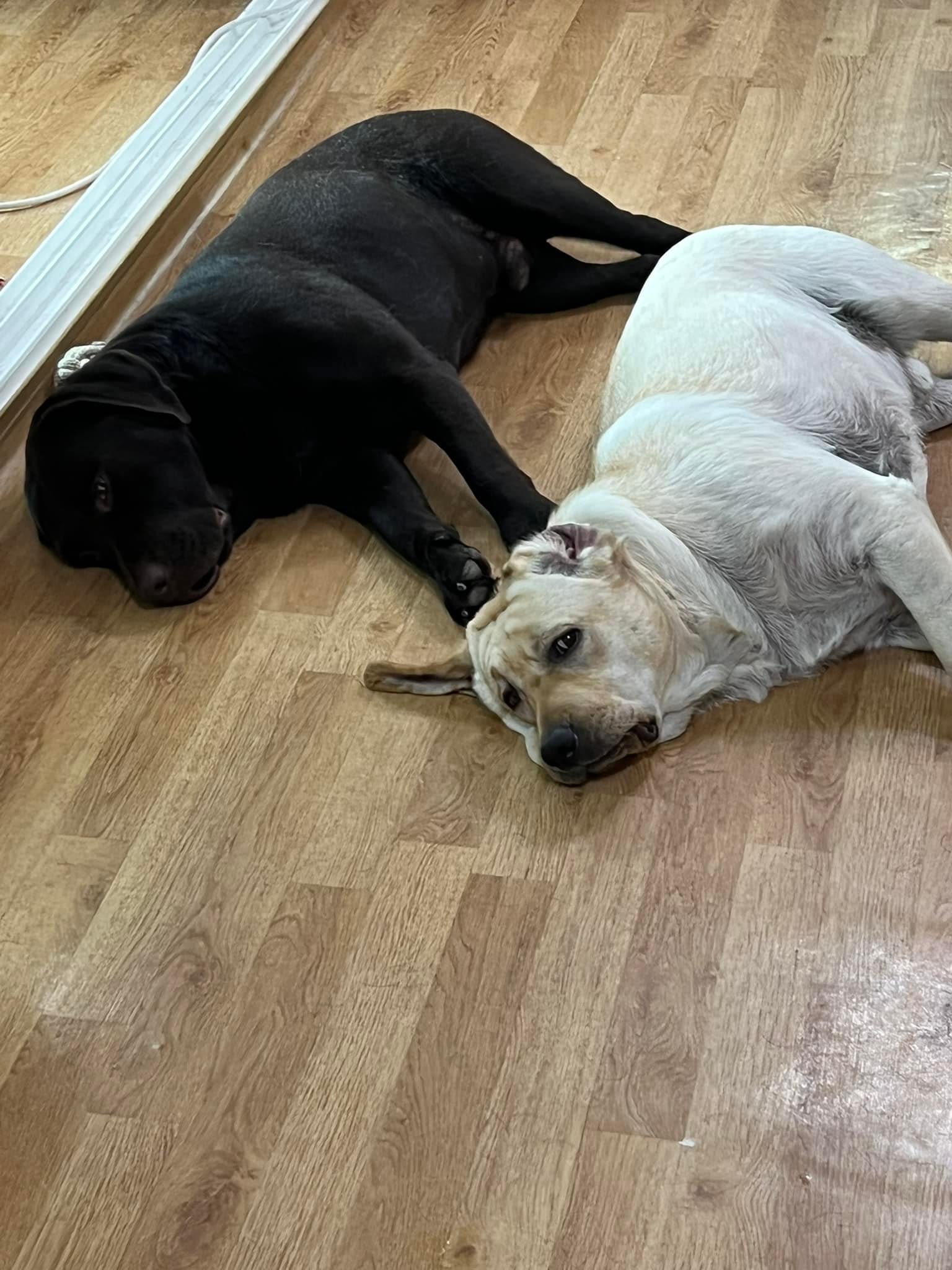 พี่ด็อบ : เด็กดื้อต้องโดน อะไรน๊า... - Dobby Bambii labrador | Facebook