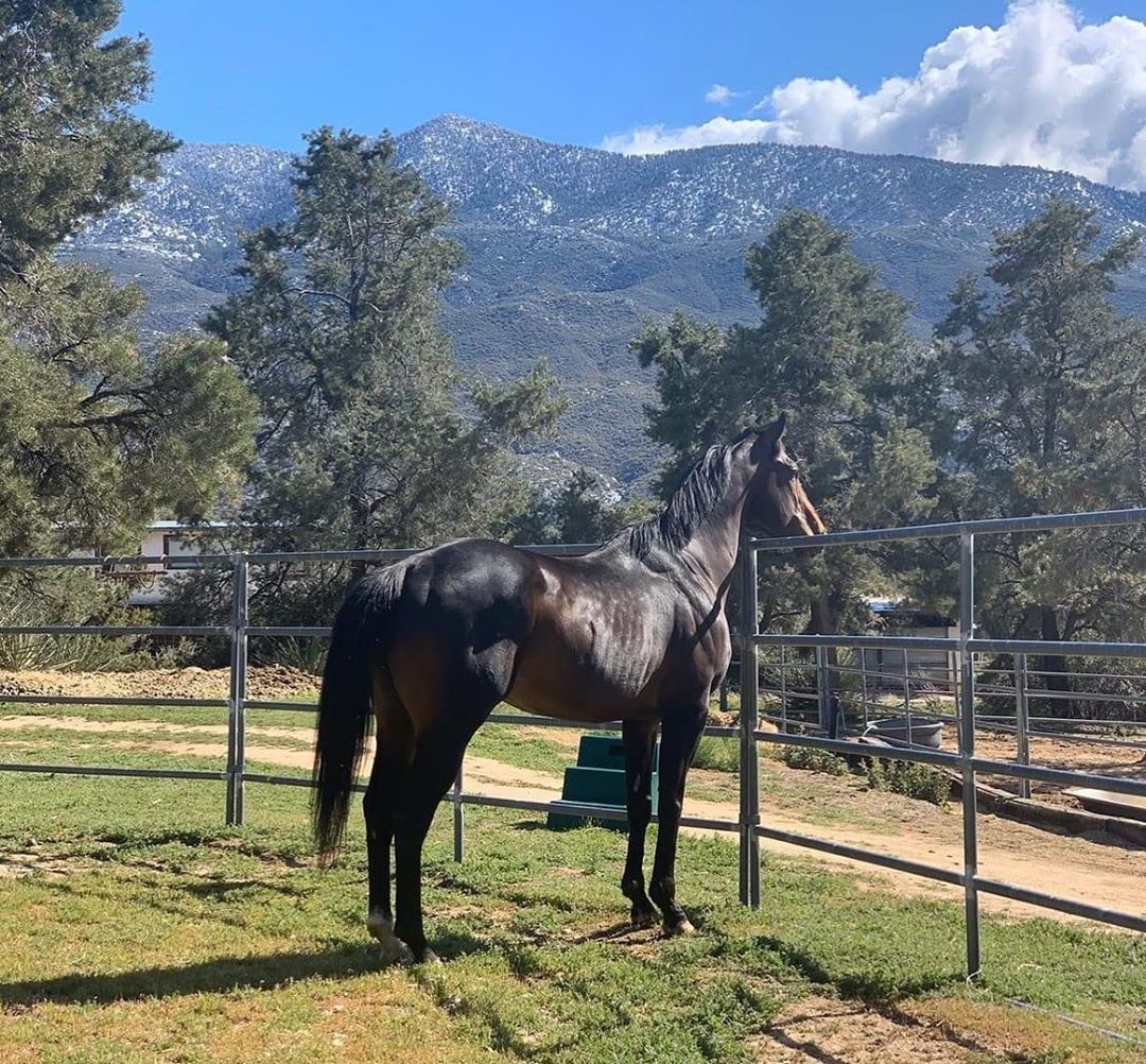 Horse Sanctuary at Moonrise Ranch | Mountain Center CA