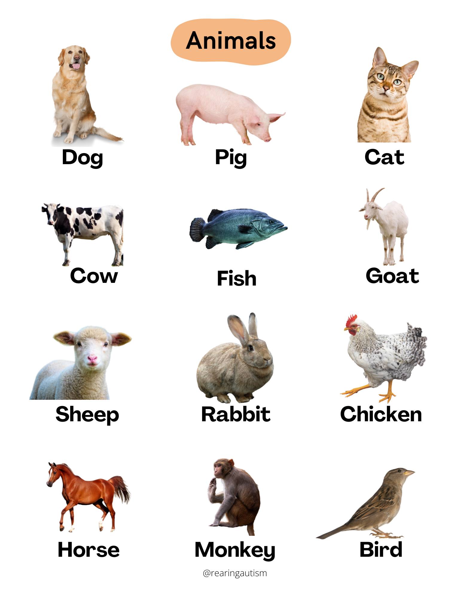 Rearing Autism - New Worksheets: Animals Actual pictures...