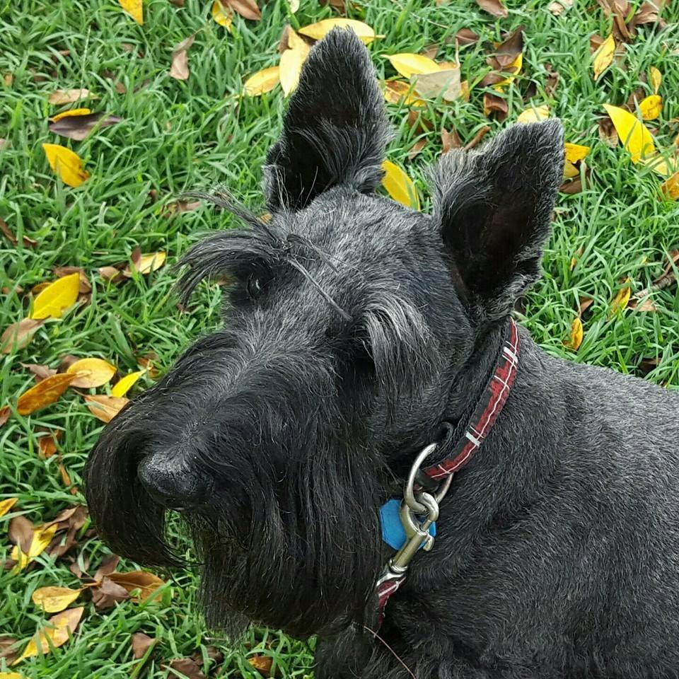 Looking for a loyal companion? 🖤🐾 | Scottish Terriers For Adoption ...