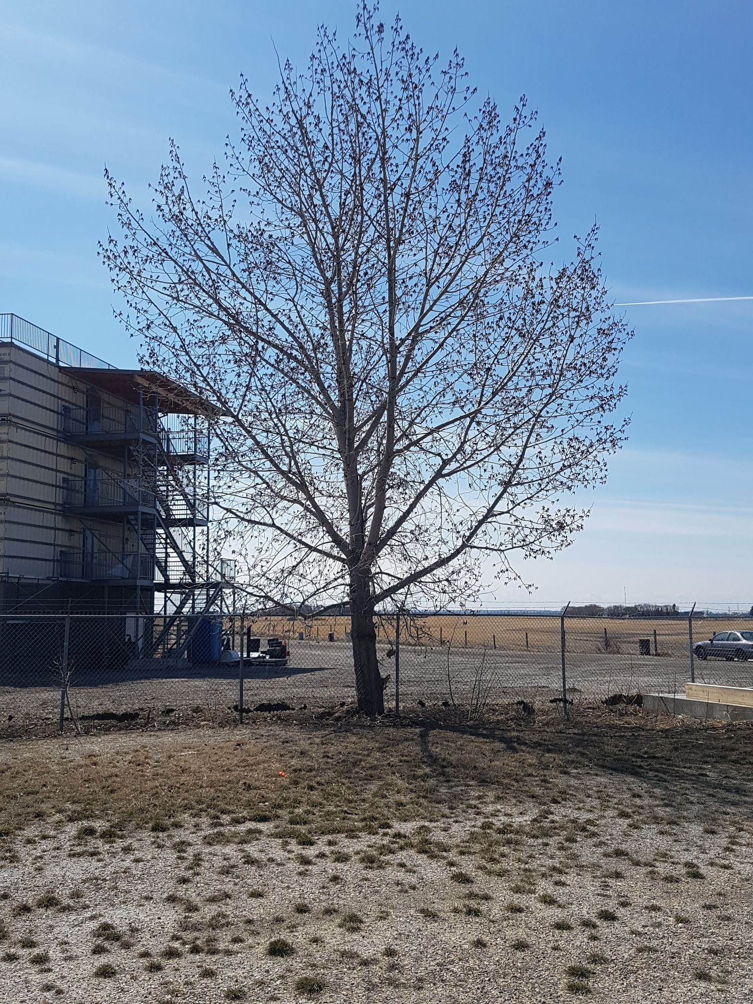 Our EIR Tree is getting racing... - Edmonton Int'l Raceway | Facebook