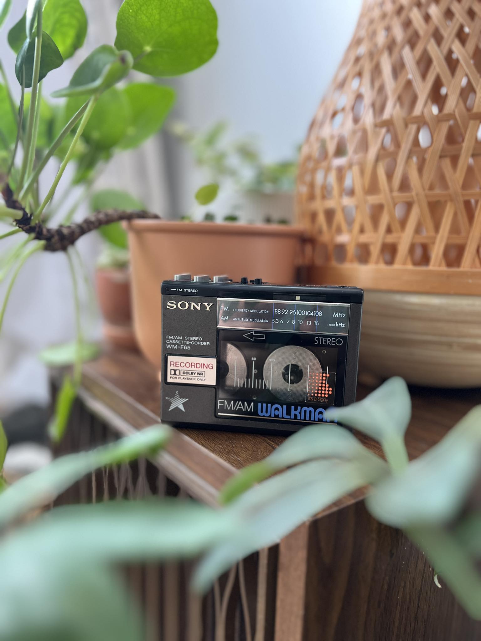 Why doesn't music appear on Sony Walkman NW-S638F after transfer?