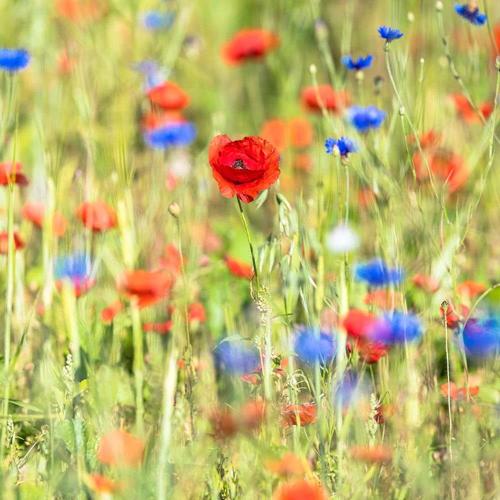Tuinrangers - Volgend jaar kleuren heel wat tuinen rood en blauw. 🌹 ...