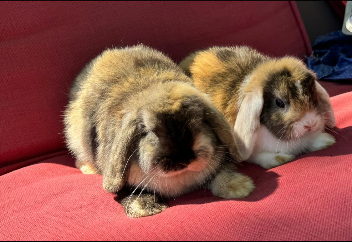 Twinkle Mini Lop Bunnies added... - Twinkle Mini Lop Bunnies