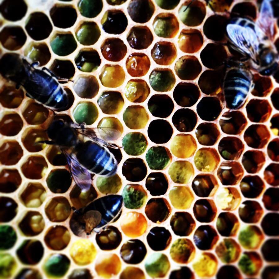 Ten Thousand Bees And... - Ten Thousand Bees And Counting
