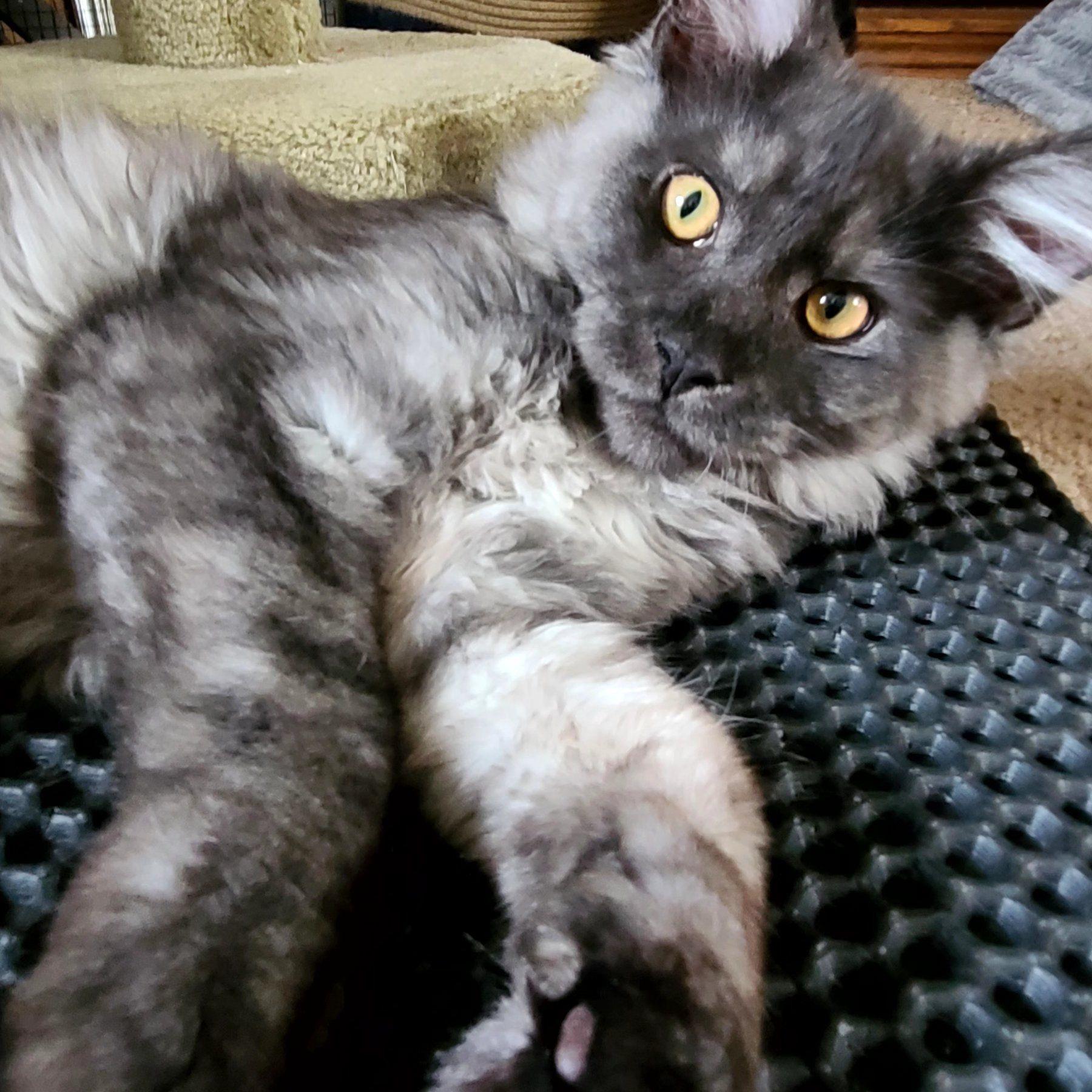 #mainecoonkitten #Wisconsin @highlight | KaRisa Ferguson