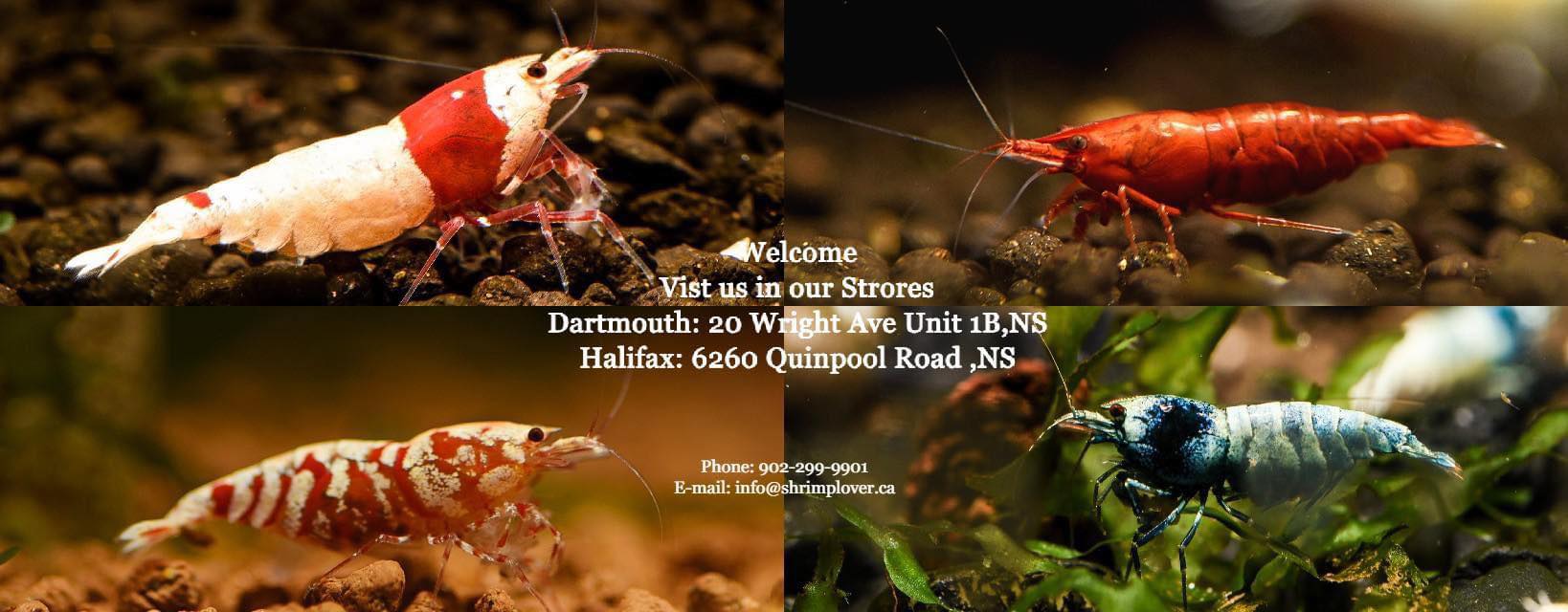 Shrimp Lover & Tropcial Fish | Dartmouth NS