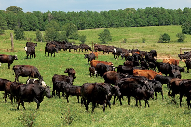 Sheikh Cattle Farm | Bagmara