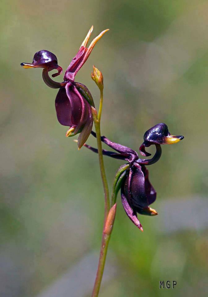 Earth Porn - Can You Guess Why They Call These Flying Duck Orchids ...