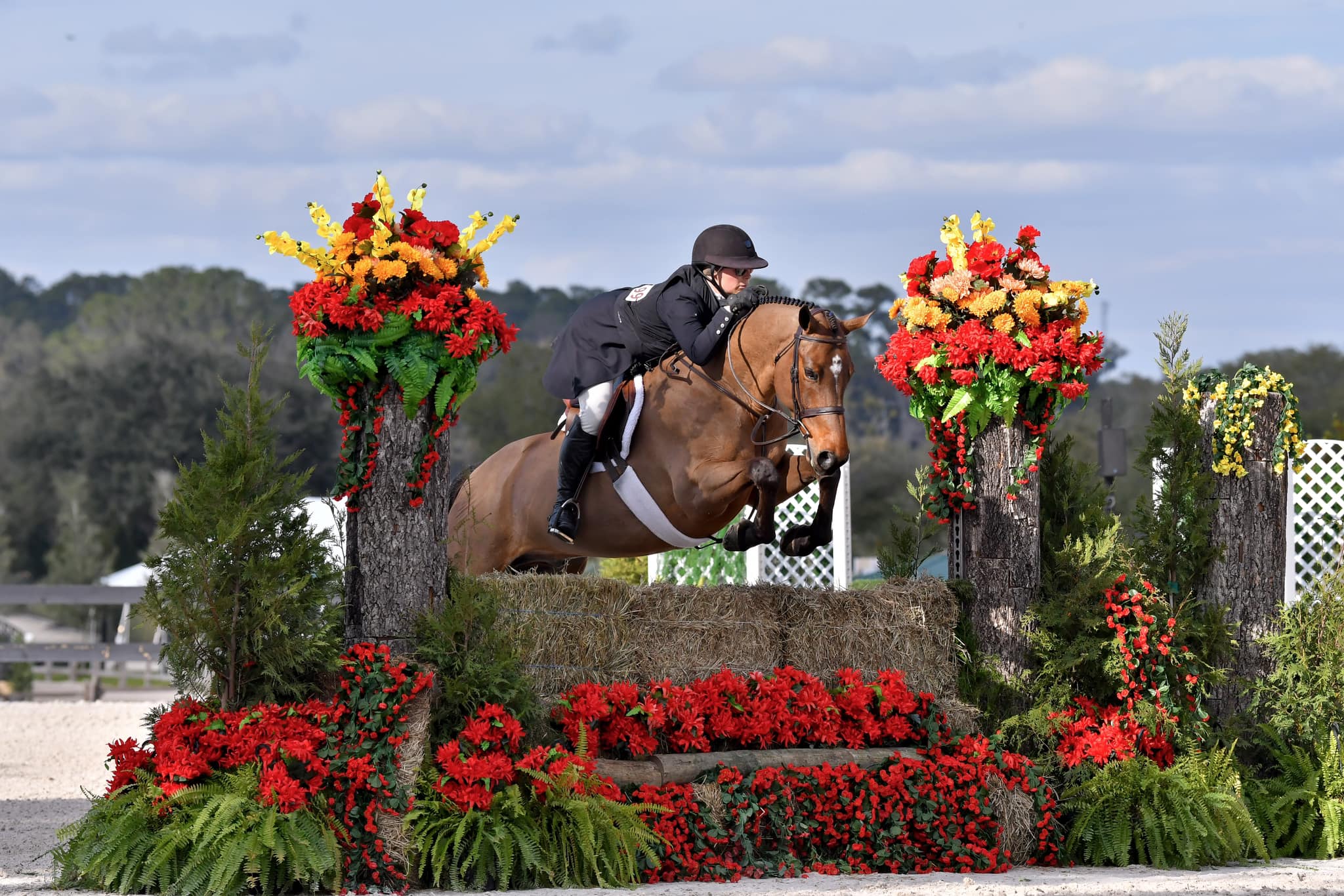 Firefly Sporthorses LLC | Keswick VA