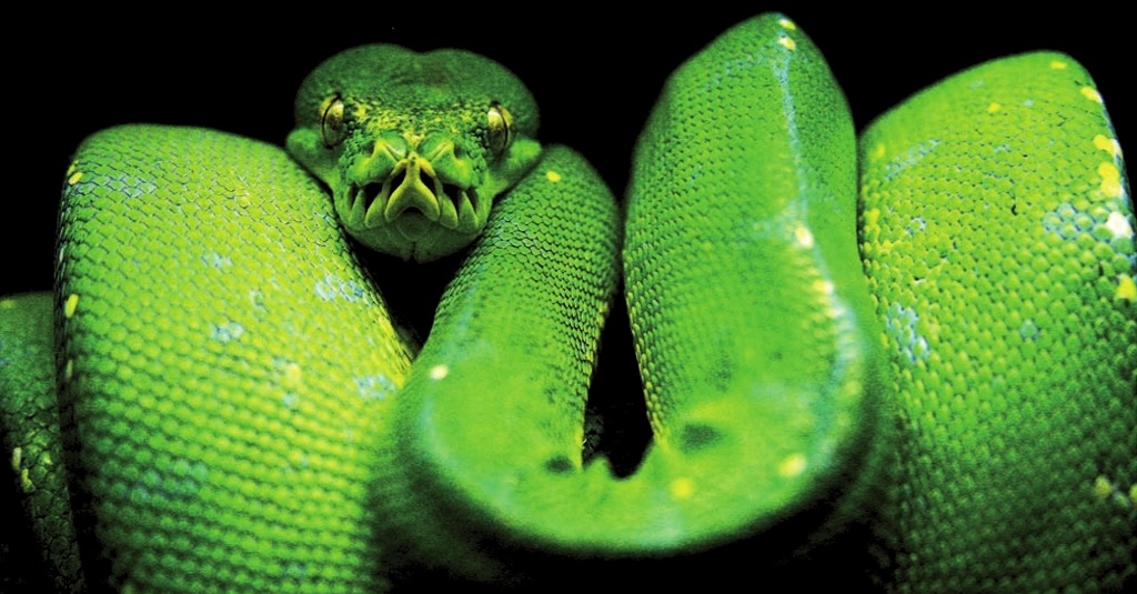 Comunidad de Python Costa Rica