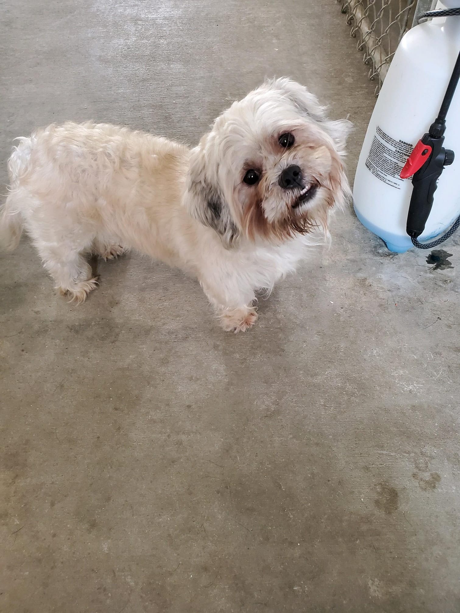 Spencer is here in RI... - Small Dog Rescue of New England | Facebook