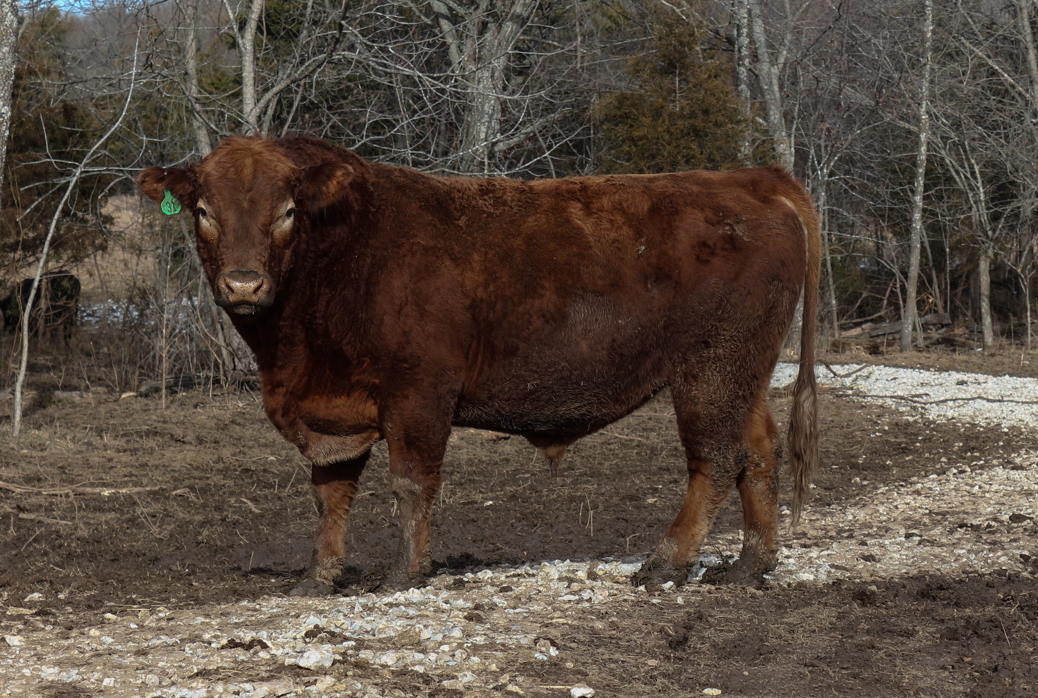 C&B Bull Rental | Rogersville MO