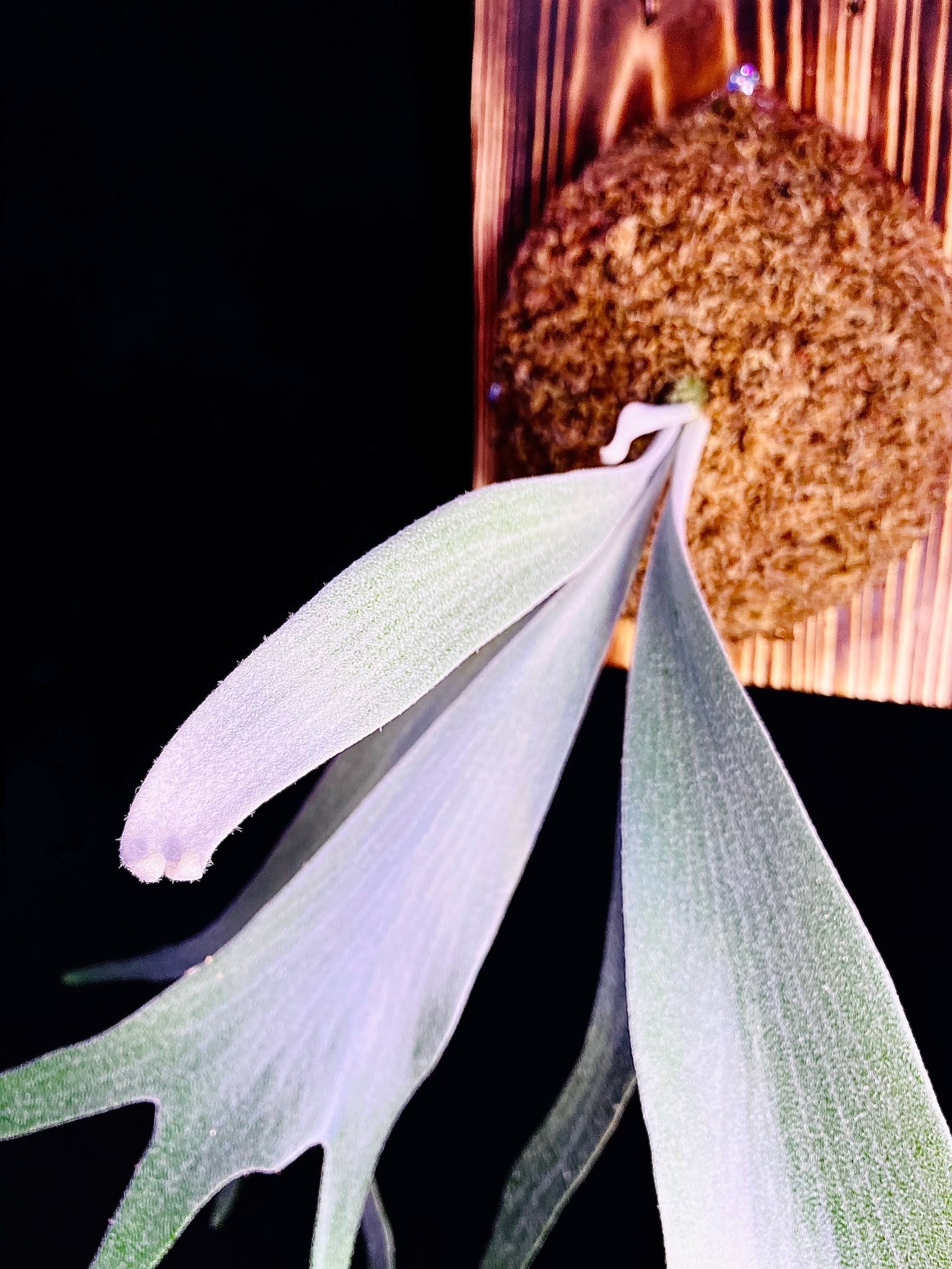 観葉植物 ビカクシダ　P Tong#1 Tuckii#1 sporelings