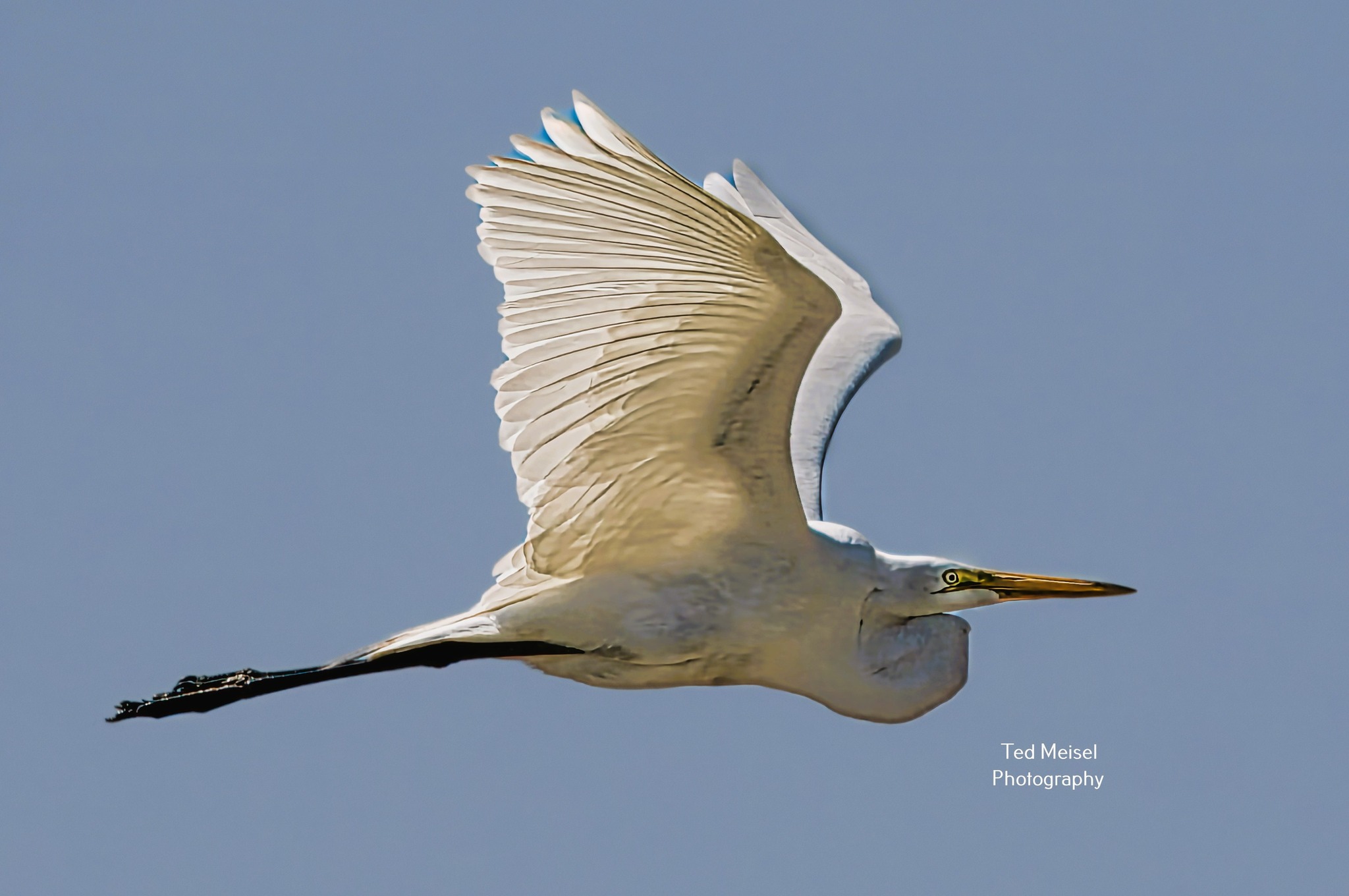 Great Egret with slow-motion take off. At Rockport Rookery. Enjoy