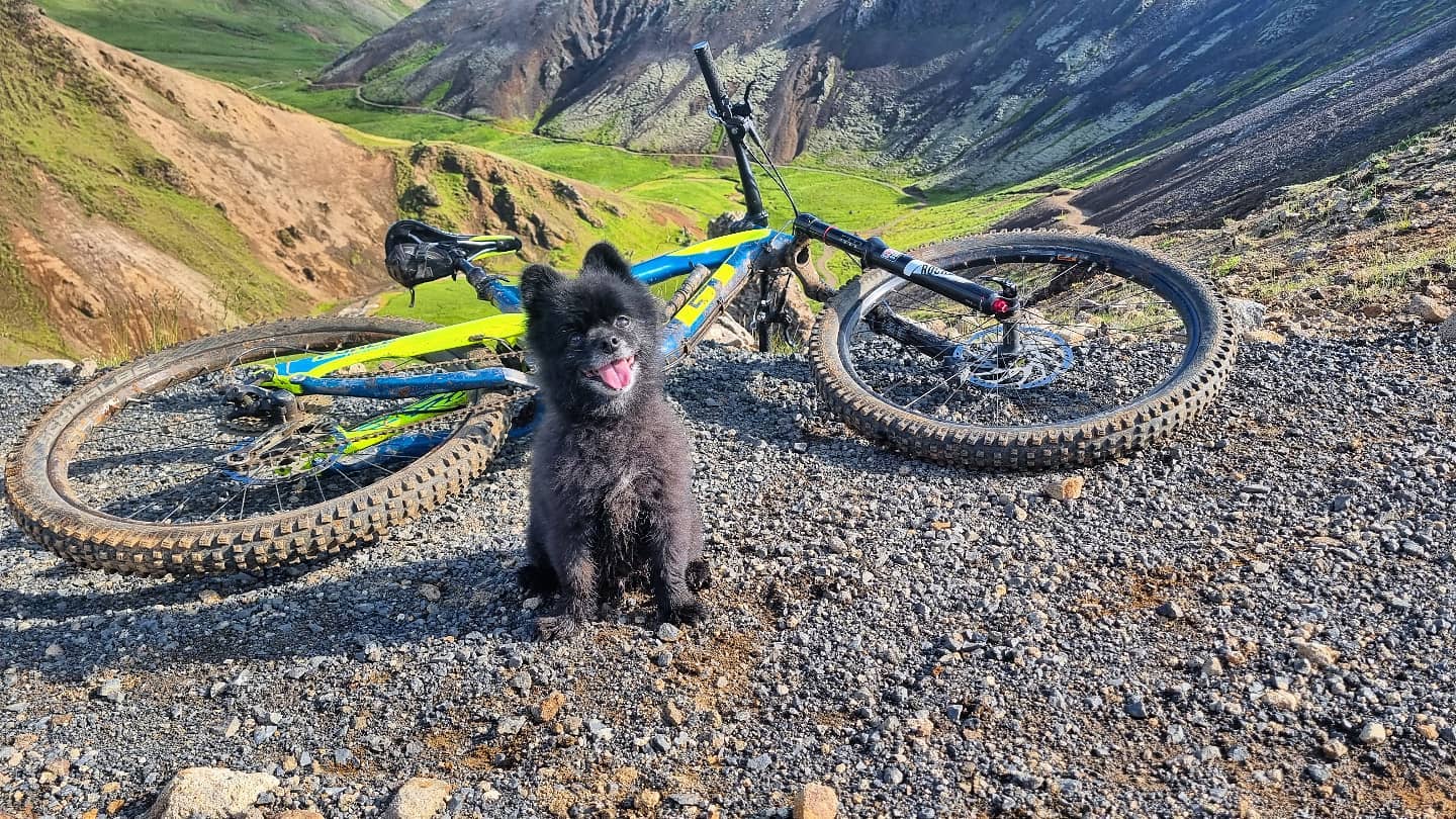 Rebbi MTB pomeranian! He is almost 12... - Iceland Activities