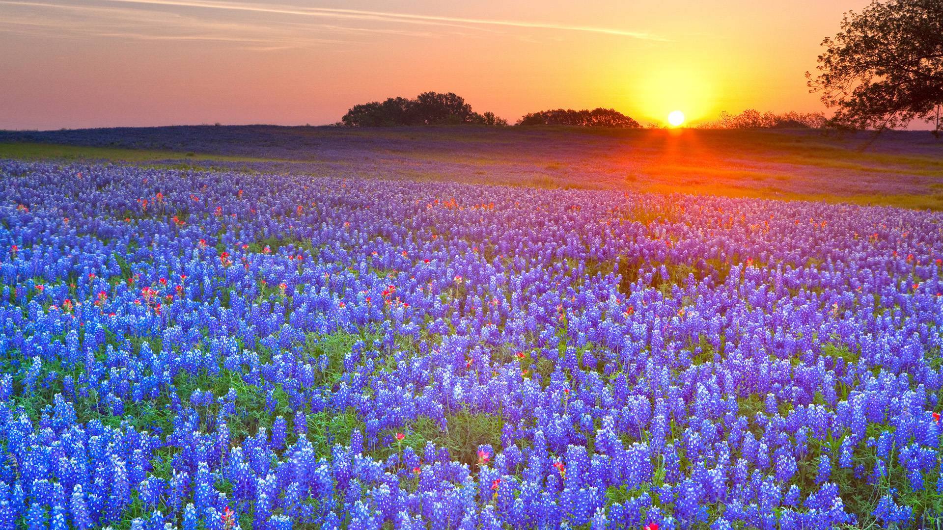 Texas Real Estate Deals