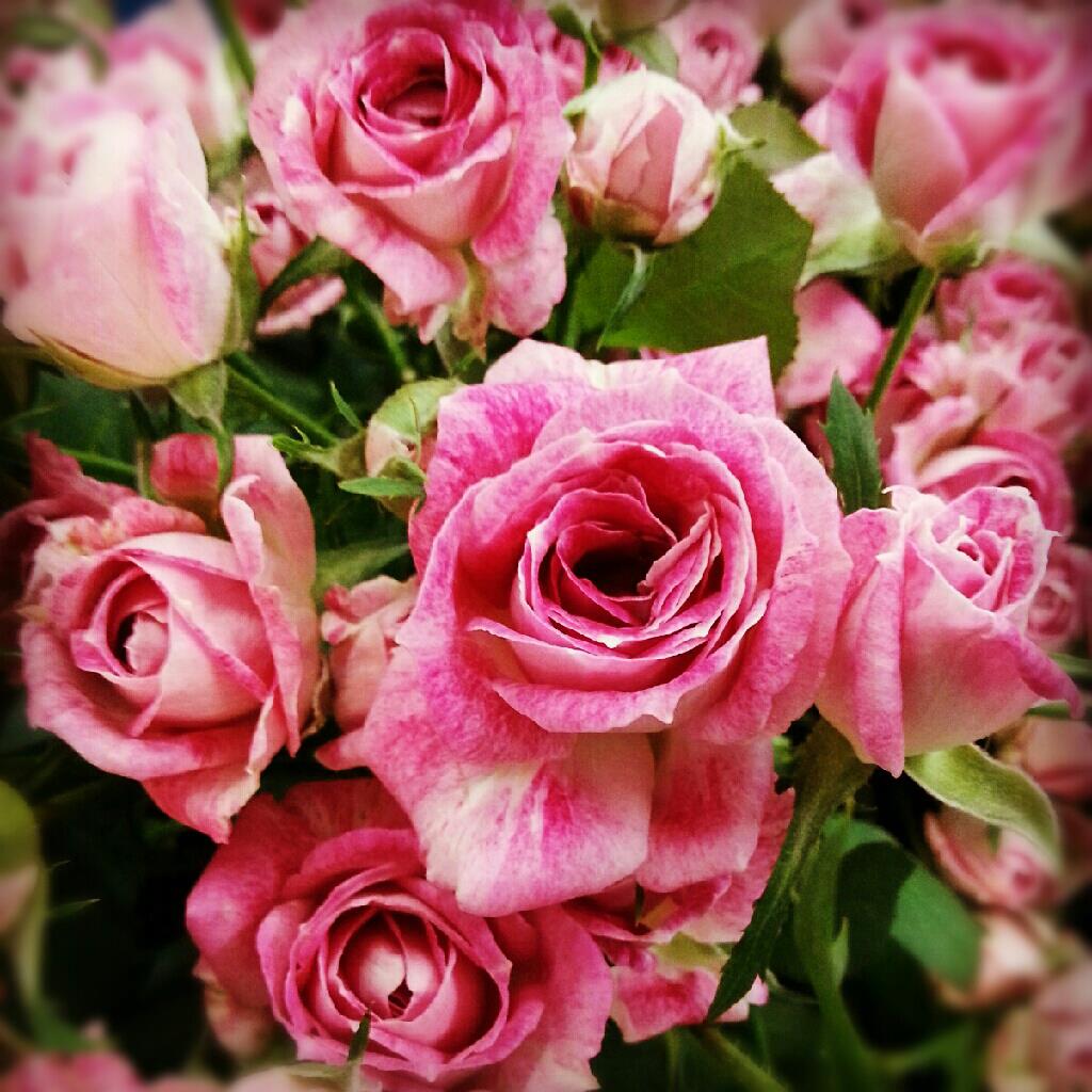 Rose Lab